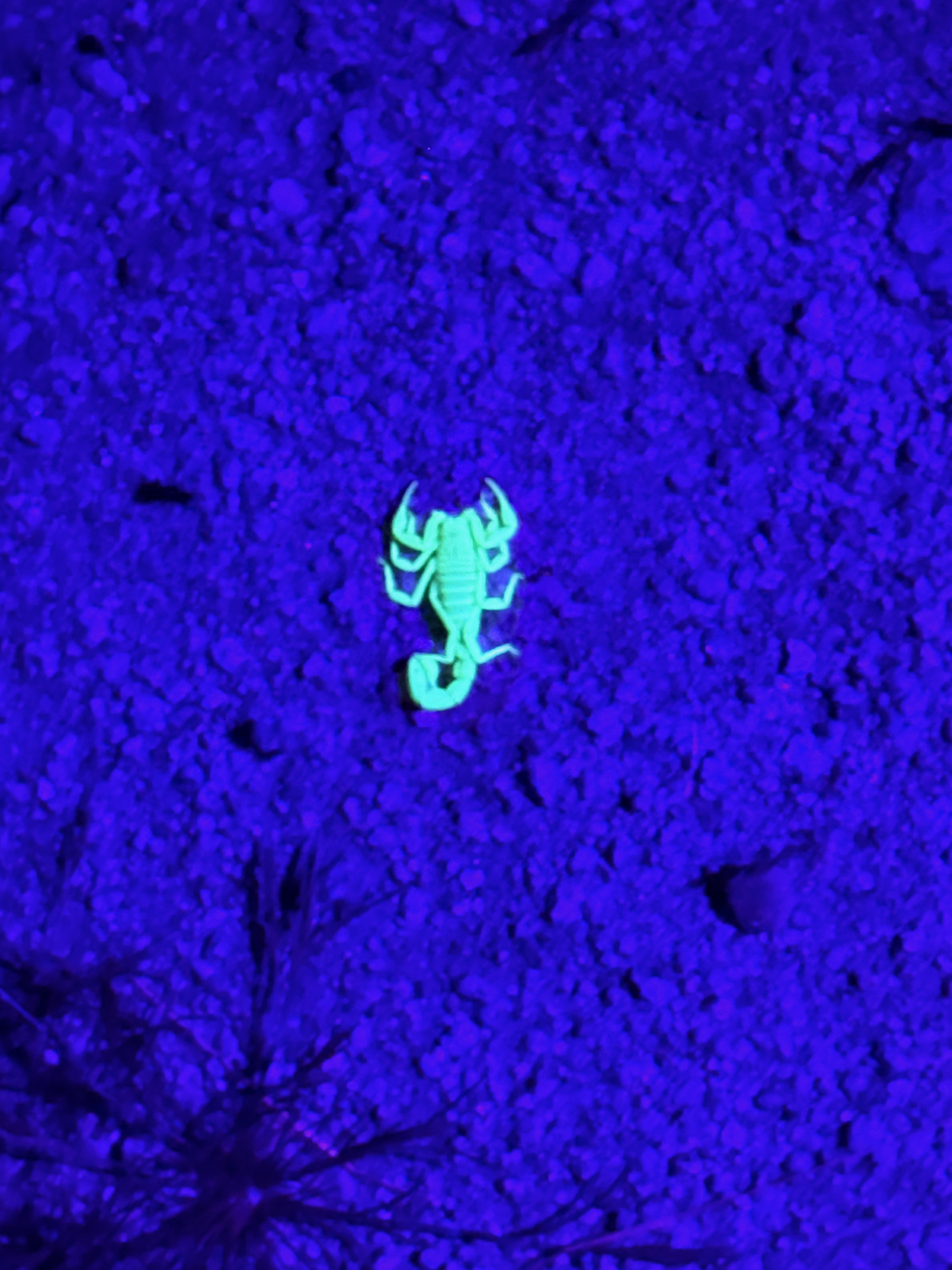 A scorpion glowing under UV light